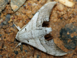 Falcatula falcatus